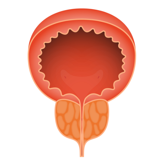 Prostate